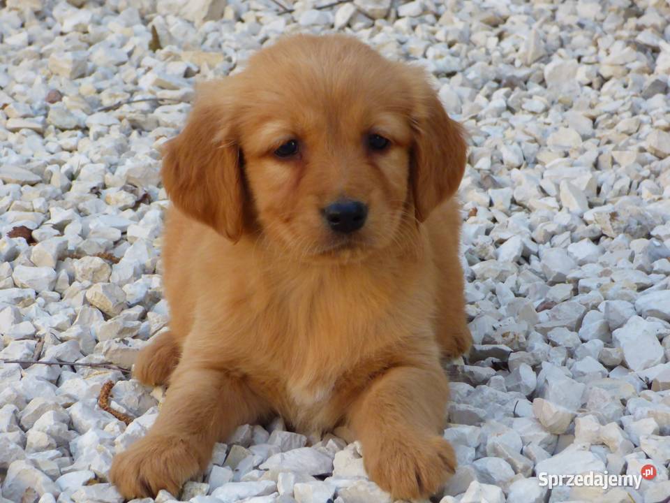 Szczeniaki Golden retriever Kielce sprzedam