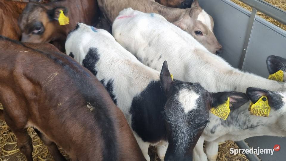 Byczki Jalowki Mięsne I mieszańce Sokołów Podlaski