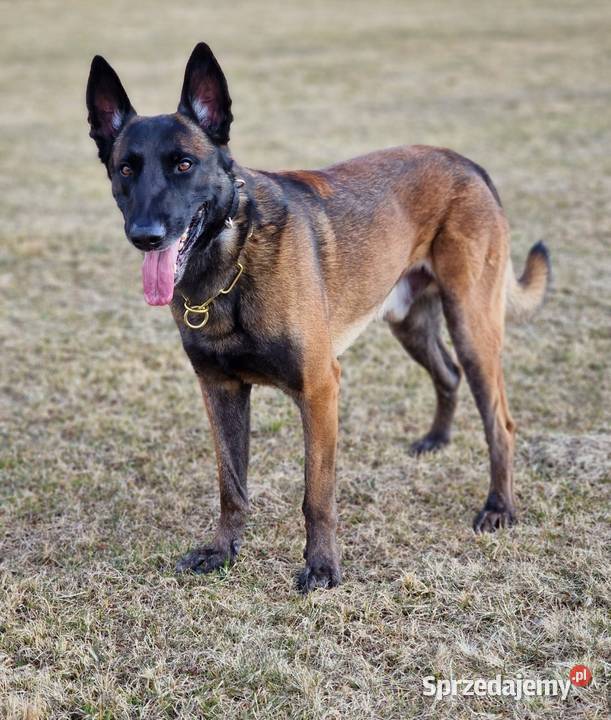 Owczarek belgijski Malinois FCI Zapowiedz miotu Psy małopolskie Nowy Sącz