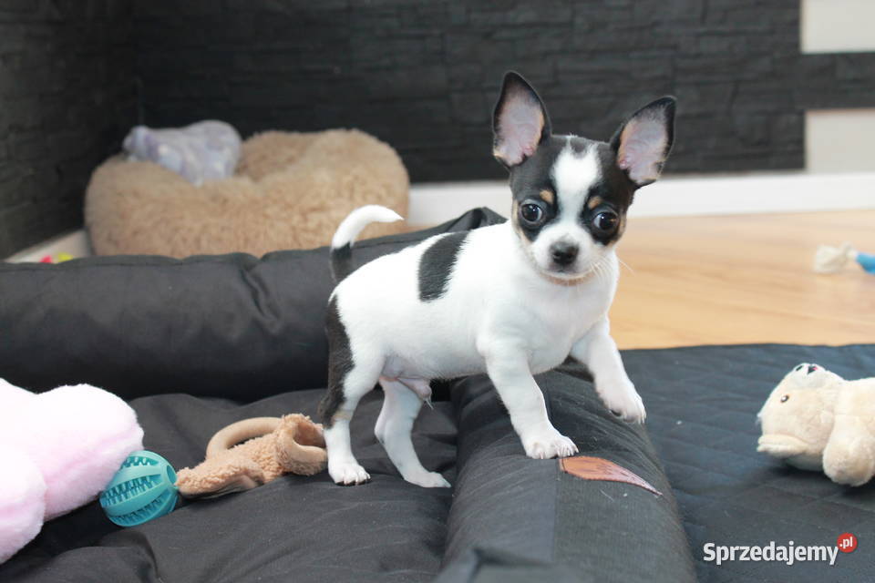 Chihuahua krótkowłosy chłopiec ZKwP FCI Świnoujście sprzedam