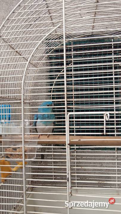 Świergotki Inowrocław sprzedam