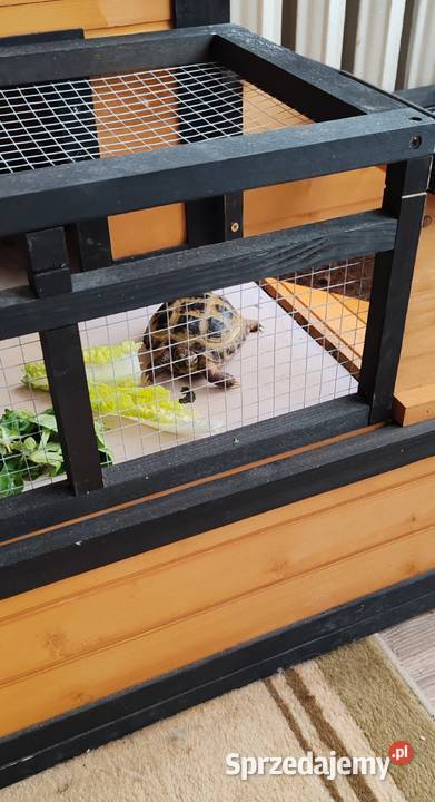 Żółw Stepowy Gady i płazy