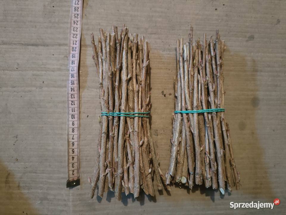 Sztobry porzeczki Polichna