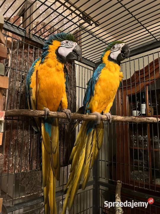 Para papug arauna Zwierzęta świętokrzyskie sprzedam