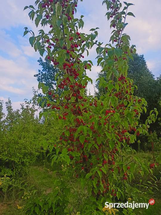 Dereń jadalny owoce podkarpackie Lubaczów