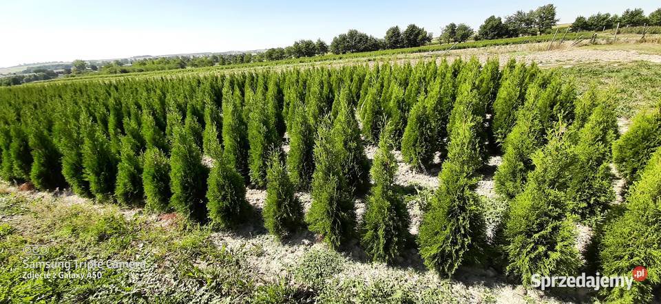 Tuja szmaragd 110120 2022 Producent Bychawa