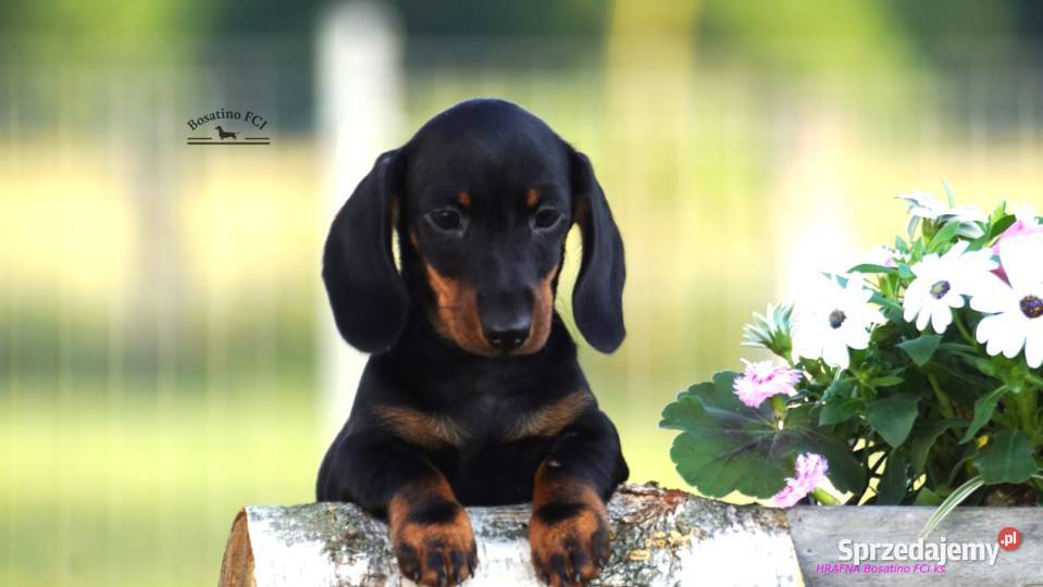 Jamnik krótkowłosy króliczyminZKwPFCI Szczecin