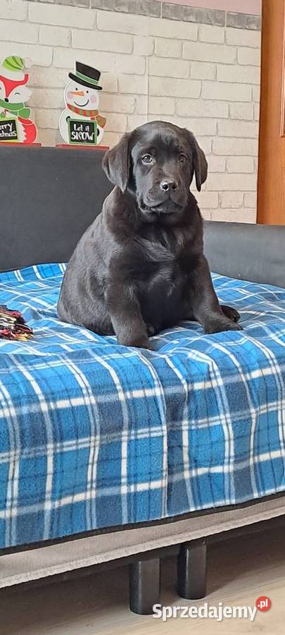 Labrador retriever czarny Pasztowa Wola