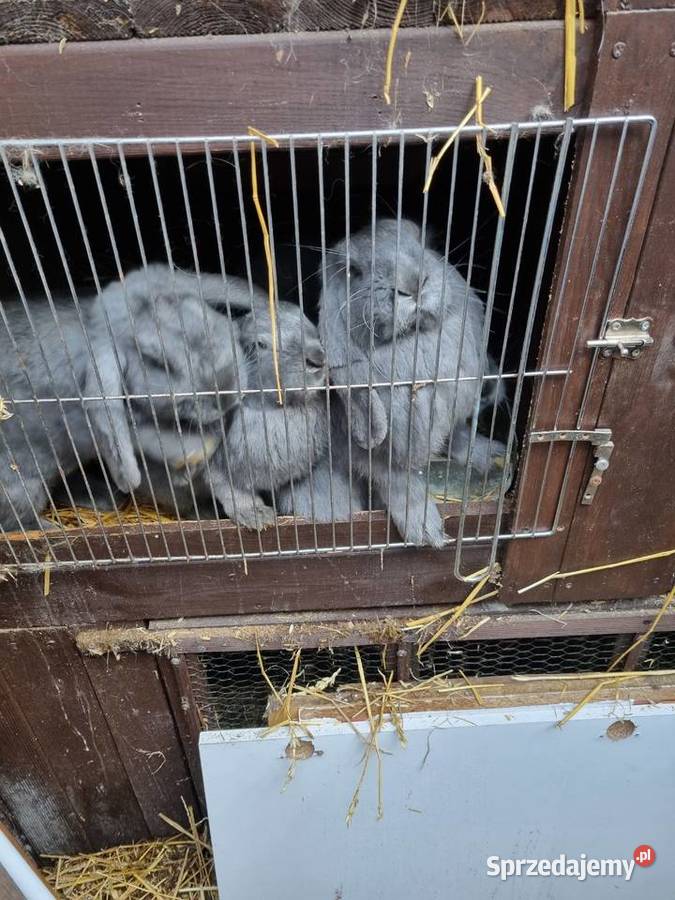 Sprzedam kroliki różne rasy Toruń