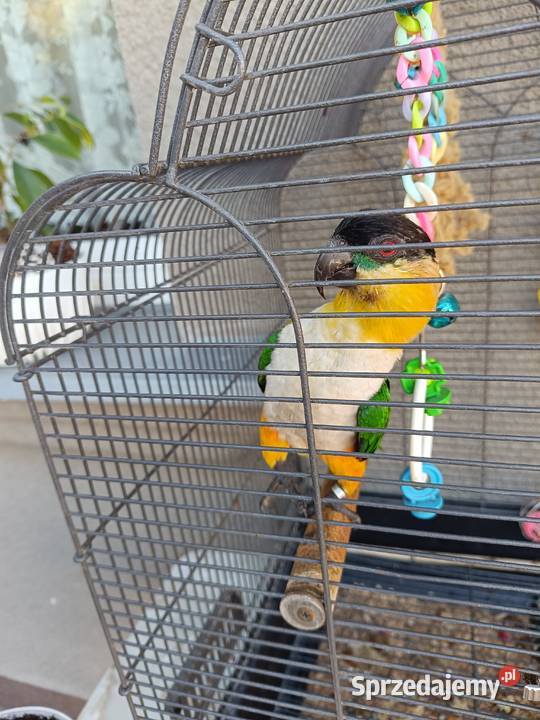 Barwinka czarnogłowa Otwock