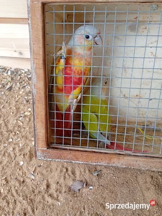 Rudosterkai samczyk łódzkie Zduńska Wola