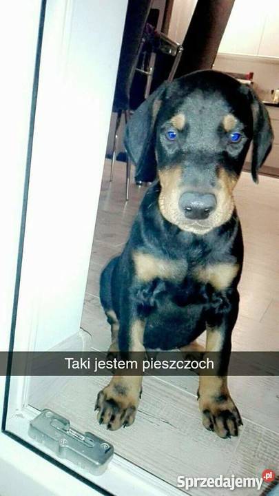 Oddam DOBERMANA Radom