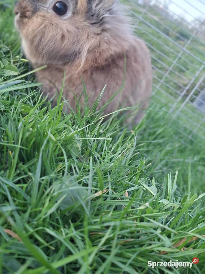 Krolik teddy Zwierzęta Strzeszyn