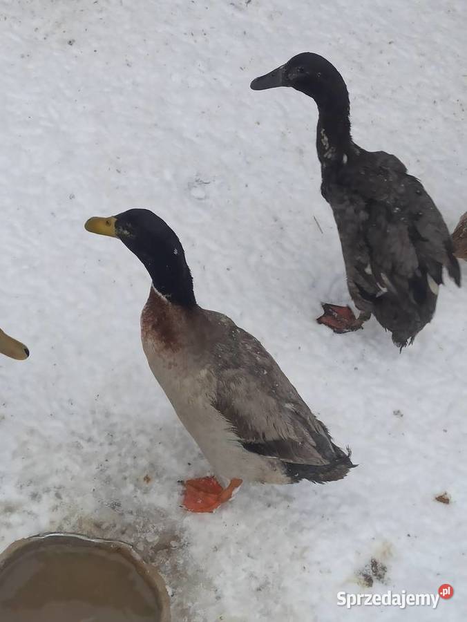 Kaczki biegusy biegusy indyjskie Drób i ptactwo Drób i ptactwo Krasnystaw