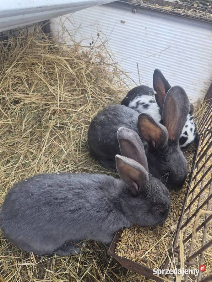 Olbrzym srokacz niebieski samce Dylągowa