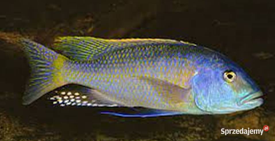 Buccochromis rhoadesii PYSZCZAKI WYSYŁAMY Gdańsk