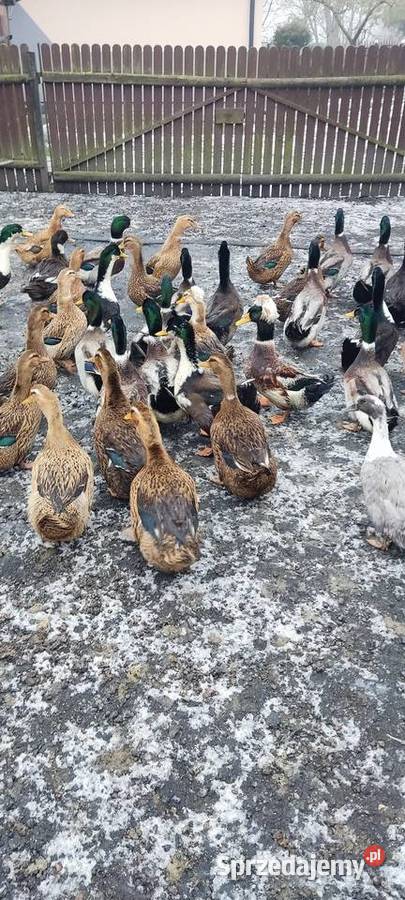 Kaczki staropolskie i dworki