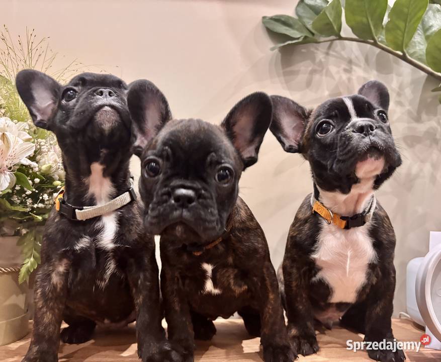 Buldog francuski Węgorzewo