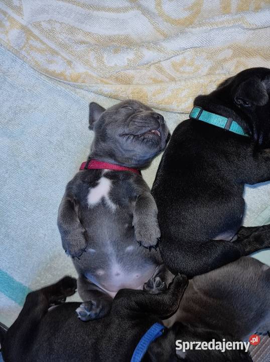 Szczeniaki Staffordshire Bull Terrier kujawsko-pomorskie Brodnica