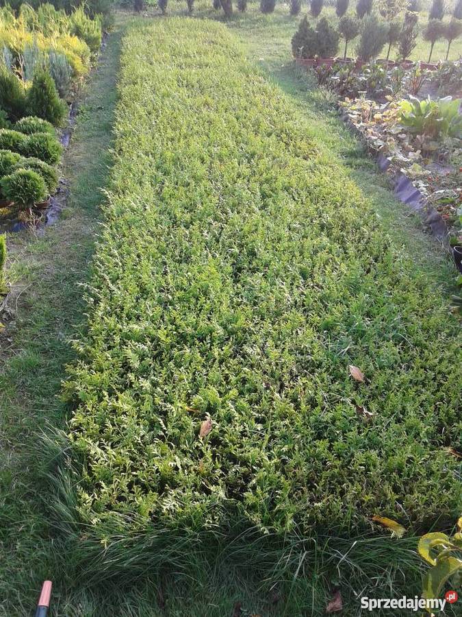 krzewy ozdobne sadzonki brabant szmaragd danica mazowieckie Siedlce sprzedam