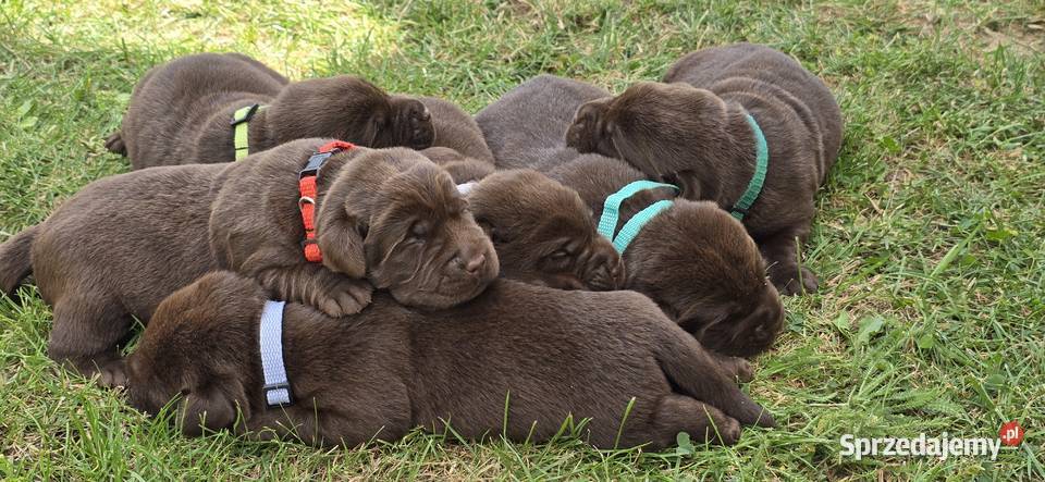 Labrador retriever piesek pieski mały Zwierzęta Legnickie Pole