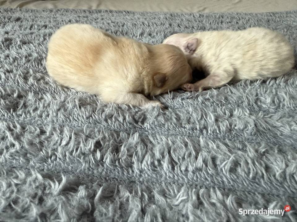 Szpic miniaturowy pomeranian Szpic miniaturowy