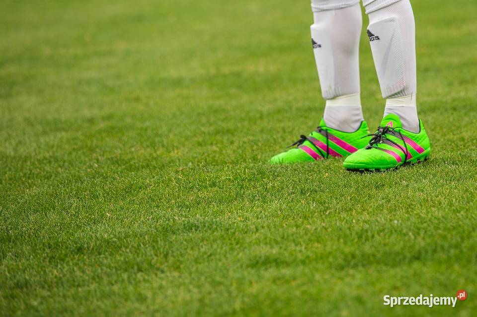 Trawnik z rolki z transportem cała Polska Trawy Warszawa