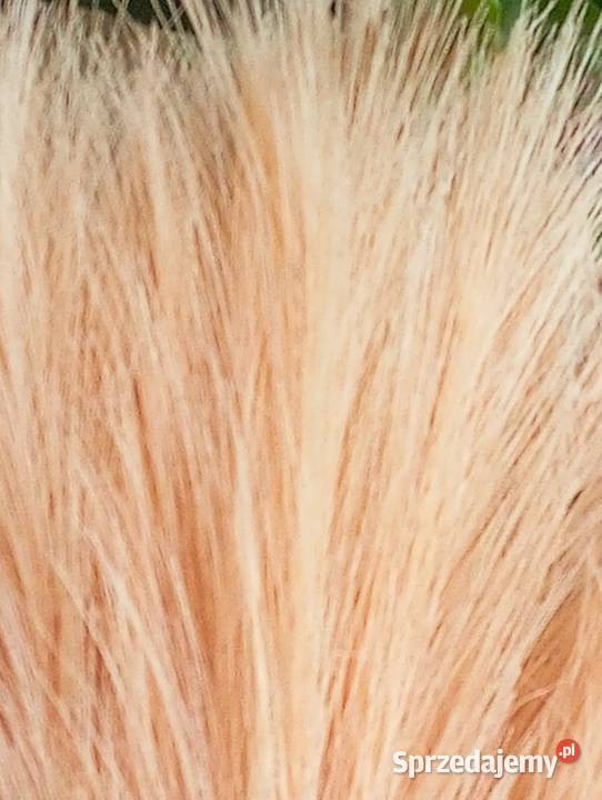 Morelowa sztuczna trawa pampasowa 40 sztuk beżowy Pozostałe Szczecinek