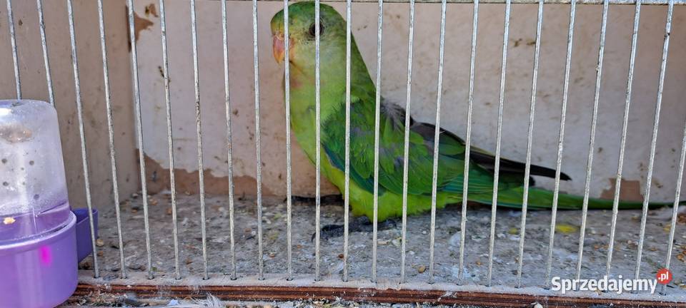 Sprzedam papugi widoczne na zdjęciach Konin