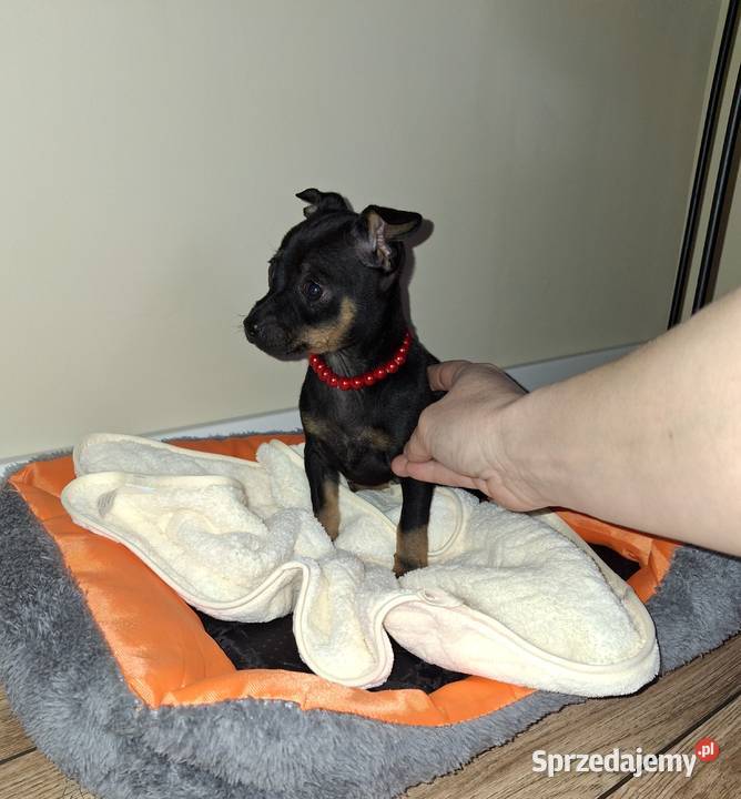 Sunia lili pinczer miniaturowy podkarpackie Jasło