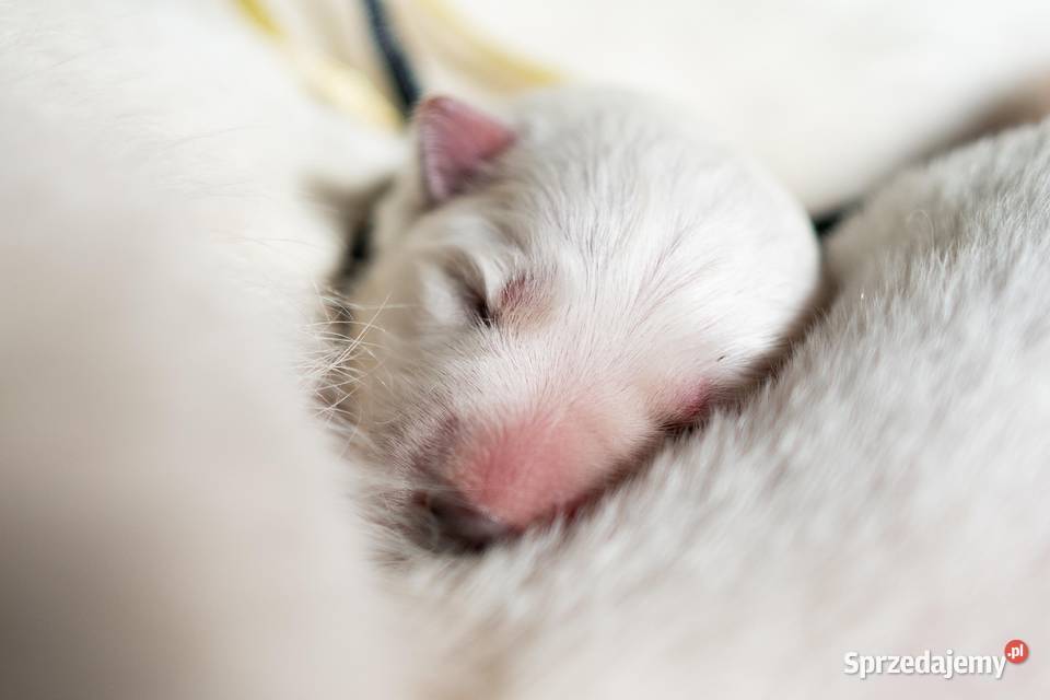 Szczenięta FCI Biały Owczarek Szwajcarski dolnośląskie Jelcz-Laskowice