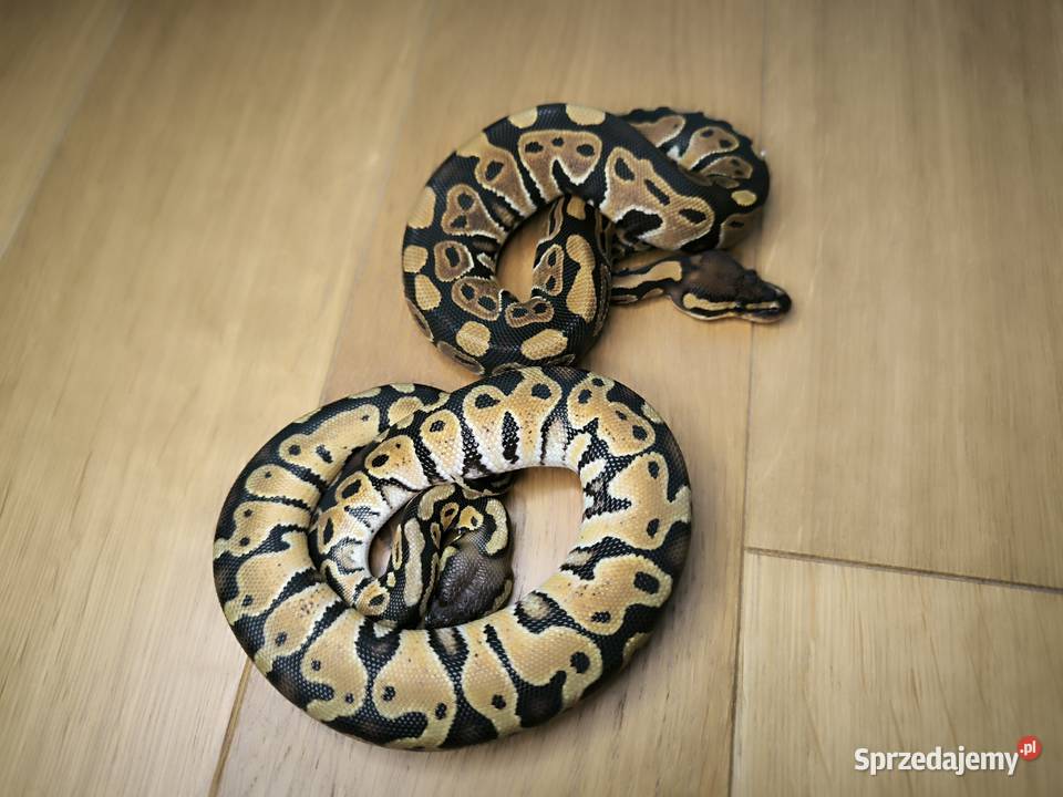 Promocja Pyton królewski Para 2 Gady i płazy mazowieckie Makowiec sprzedam