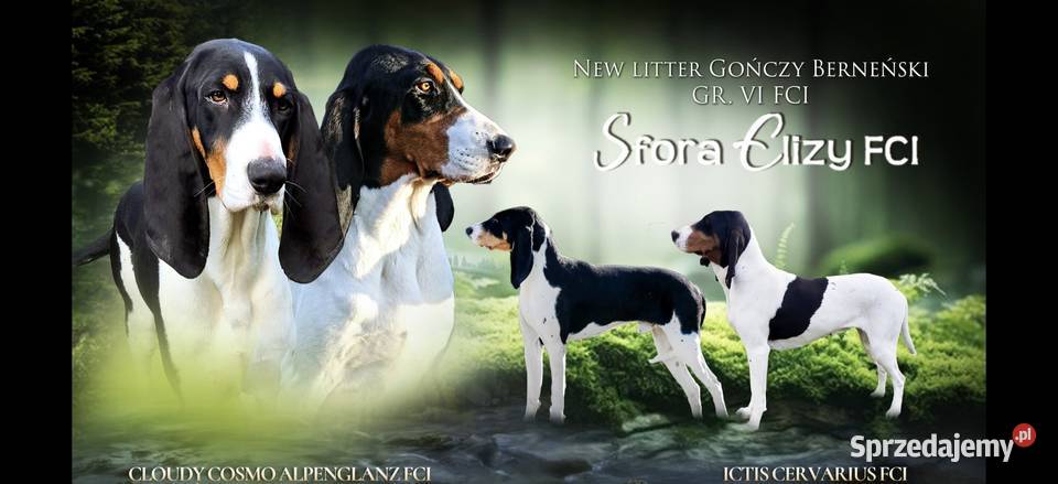 Gończy Berneński w Polsce mazowieckie Żyrardów