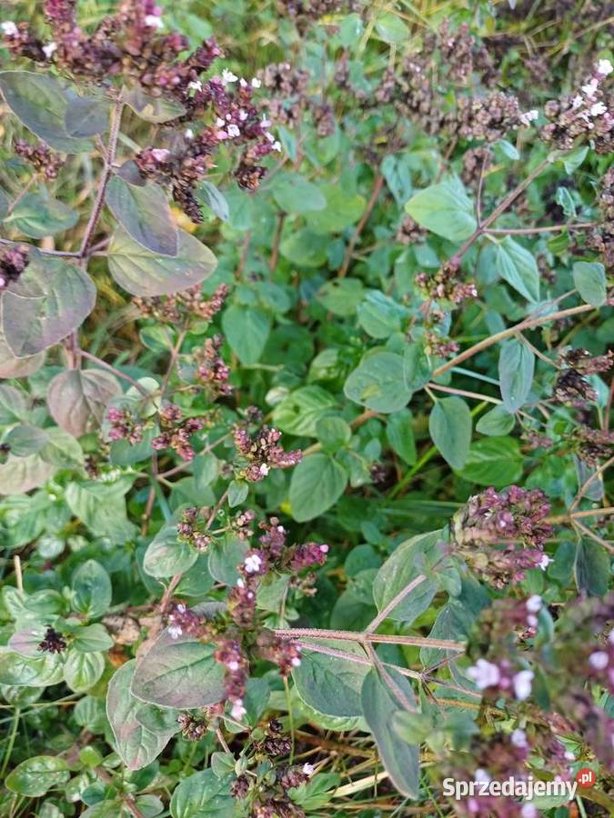 Oregano ziola sadzonka
