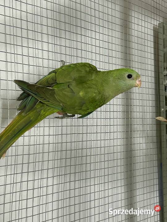 Papuga Barabanda Samica Ptaki Zawada