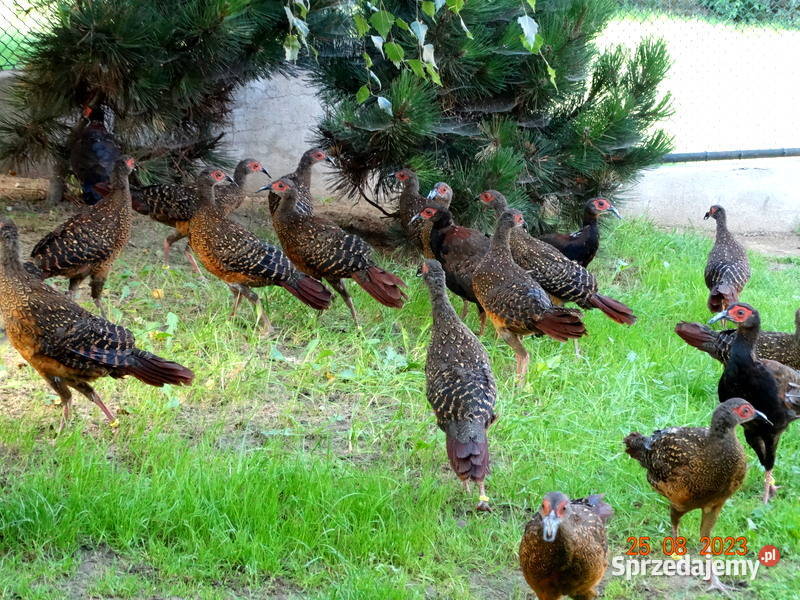 Sprzedam Bażanty Swinhoe Bażant z 2023r Samce i