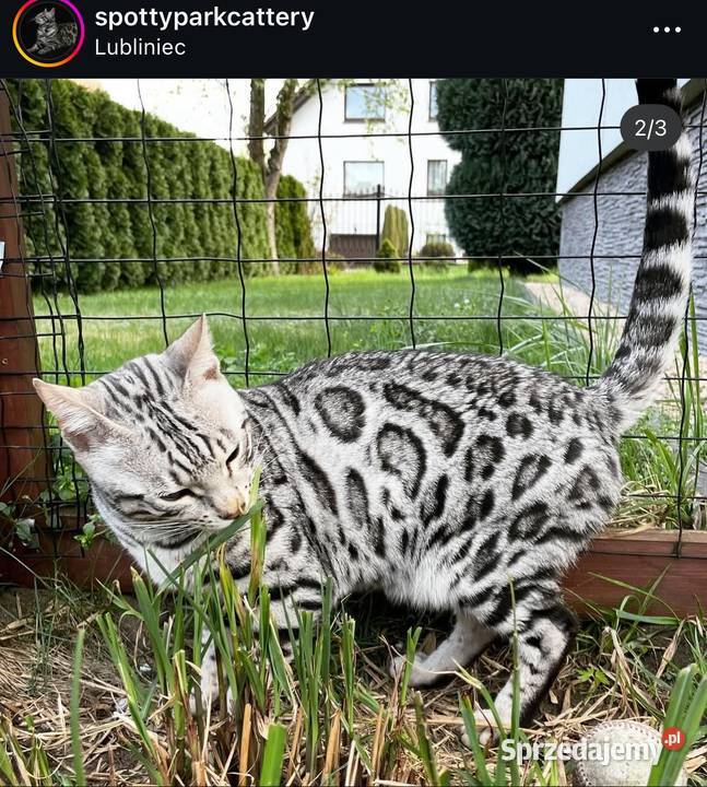 Kocięta bengalskie Gliter Silver Lubliniec
