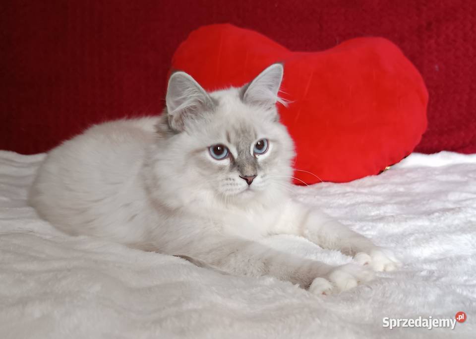 Koty Syberyjskie Neva Masquerade NEMO Syberyjski