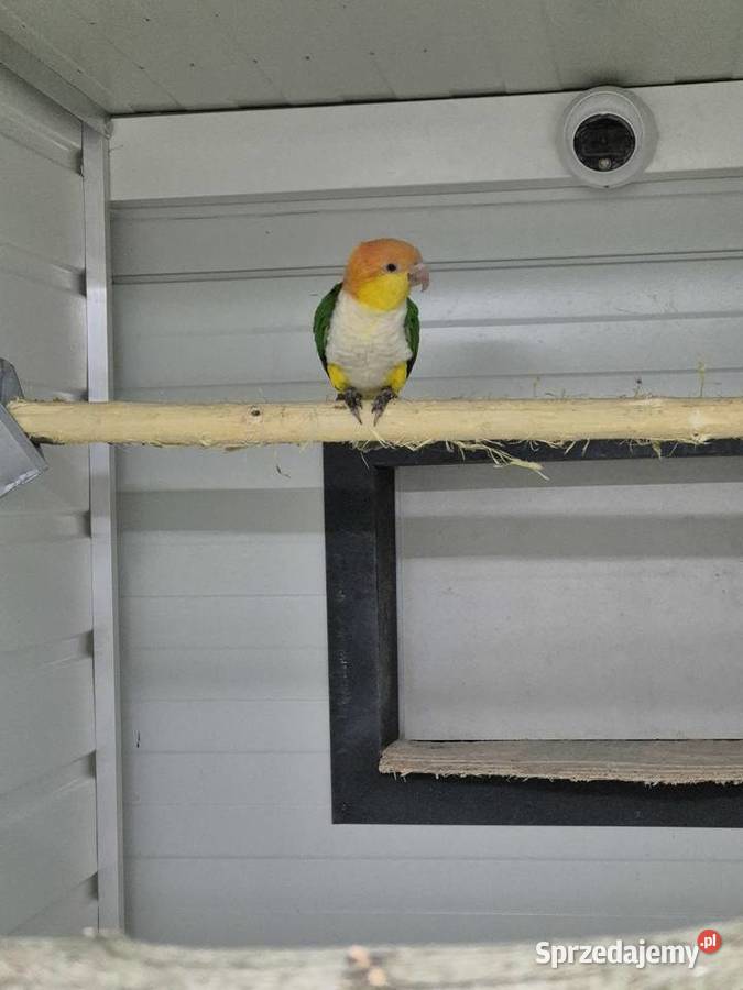 Barwinki pary lęgowe Rakoniewice sprzedam