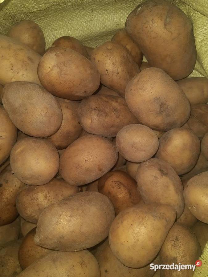 Sprzedam ziemniaki Rośliny okopowe Obiechów