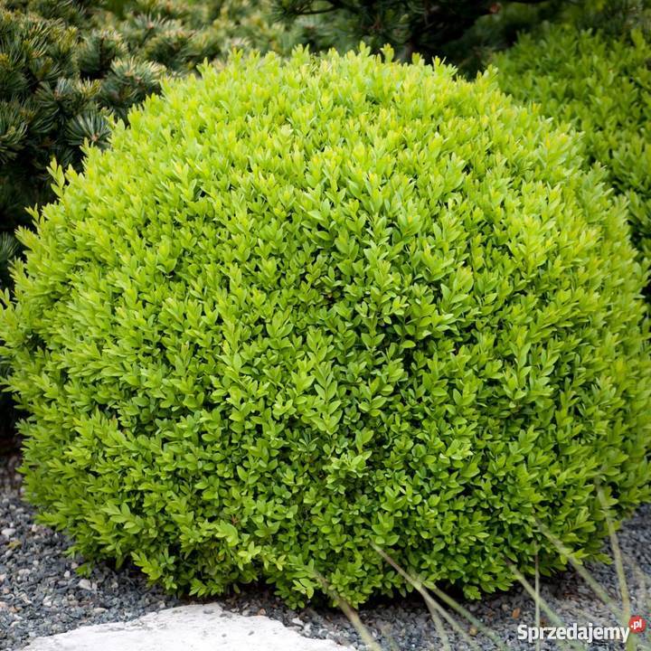 Bukszpan sadzonki 10 15 w paletach i większe do Stalowa Wola