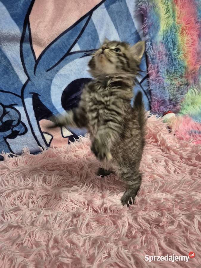 Syberyjska KOTKA ŁUCJIA rodowód FPL Stary Broniszew