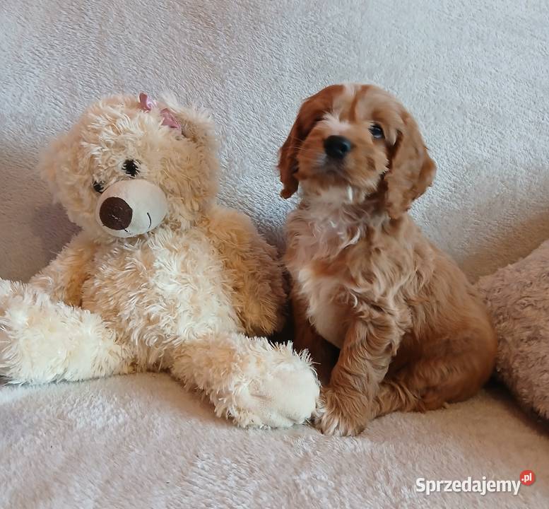 Cockapoo F1 suczki Pudel Cocker Spaniel