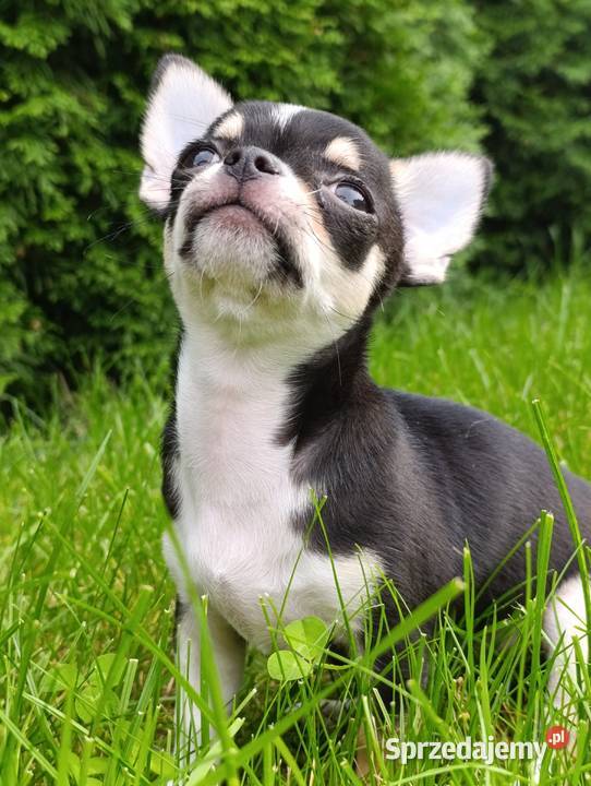 Chihuahua FCI gotowy do odbioru trikolor Poznań