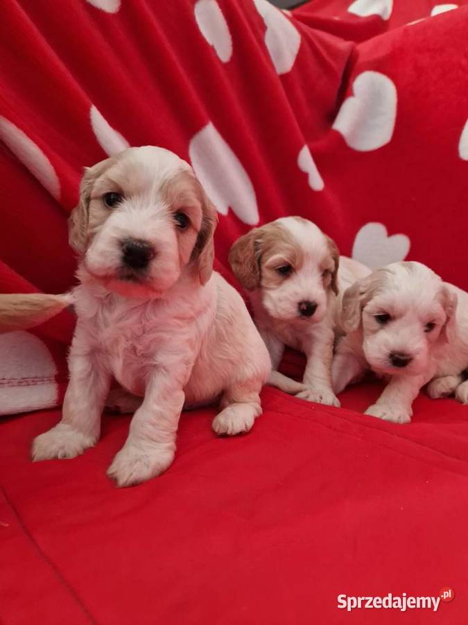 Cockapoo kokapo cocker spanielpudel Piaseczno