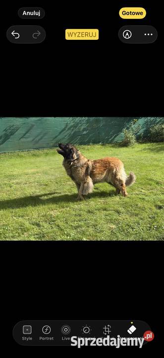 Leonberger leonberger szczenięta ZKwPFCI hodowla Stronie Śląskie