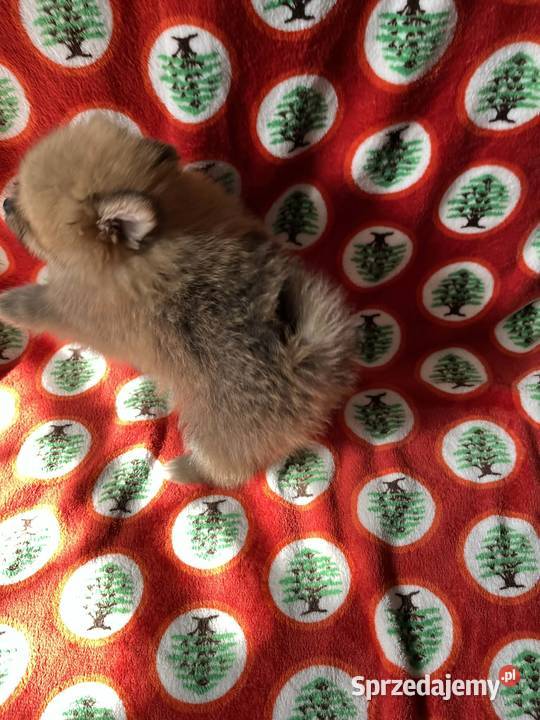 szpic miniaturowy piesek Skalbmierz