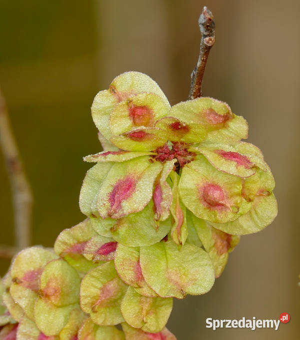 WIĄZ POSPOLITY Ulmus carpinifolia NASIONA 1500 Nasiona Lubanie sprzedam