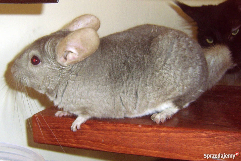 Szynszyla BEŻOWA szynszyl beż hetro szynszyle Kraków sprzedam