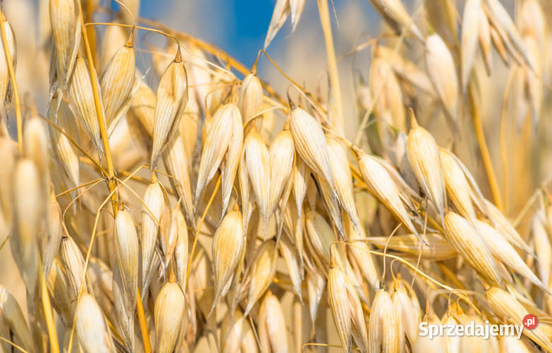 Owies zbiór 2025 r Korczów